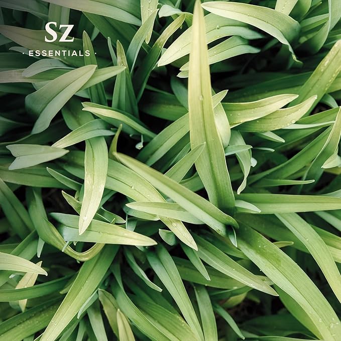 – Ginger Grass Essential Oil – 100% Pure & Undiluted (Cymbopogon martinii VAR. Sofia)– Fresh Citrusy Earthy Aroma – Aromatherapy, Perfumery, Skin Care – Therapeutic Grade - 1/6 oz. 5 mL