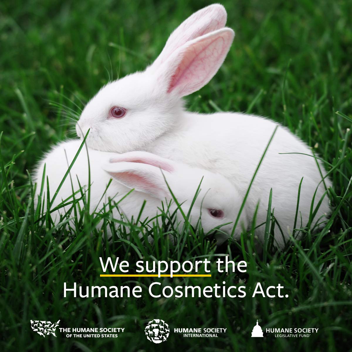 US Organic Ylang Ylang Essential Oil – 100% Pure Complete Grade, USDA Certified, Steam Distilled from Cananga Odorata – Floral Scent for Diffuser, Perfumery, Skincare – Sourced from Madagascar, 10ml